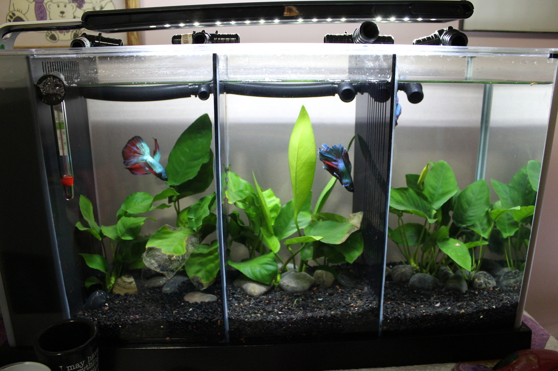 Divided store fish tank