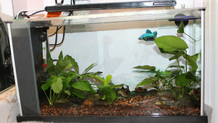 byCaitlin - Dividing Fish Tanks